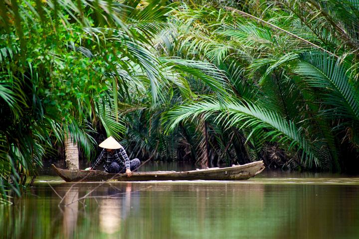 Bonobo: Nguồn Gốc Tiến Hóa Của Ngôn Ngữ Con Người?